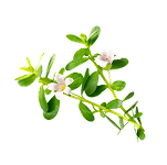 Brahmi