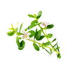 Brahmi