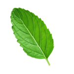 Tulsi