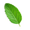 Tulsi